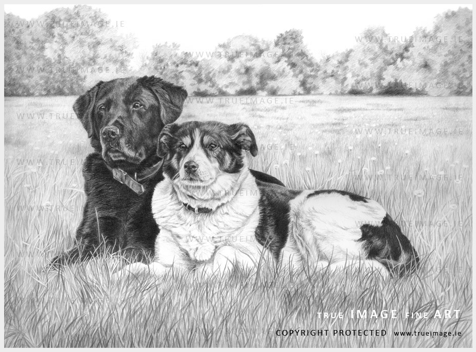 dog portraits in graphite pencil on Fabriano paper - black labrador and collie