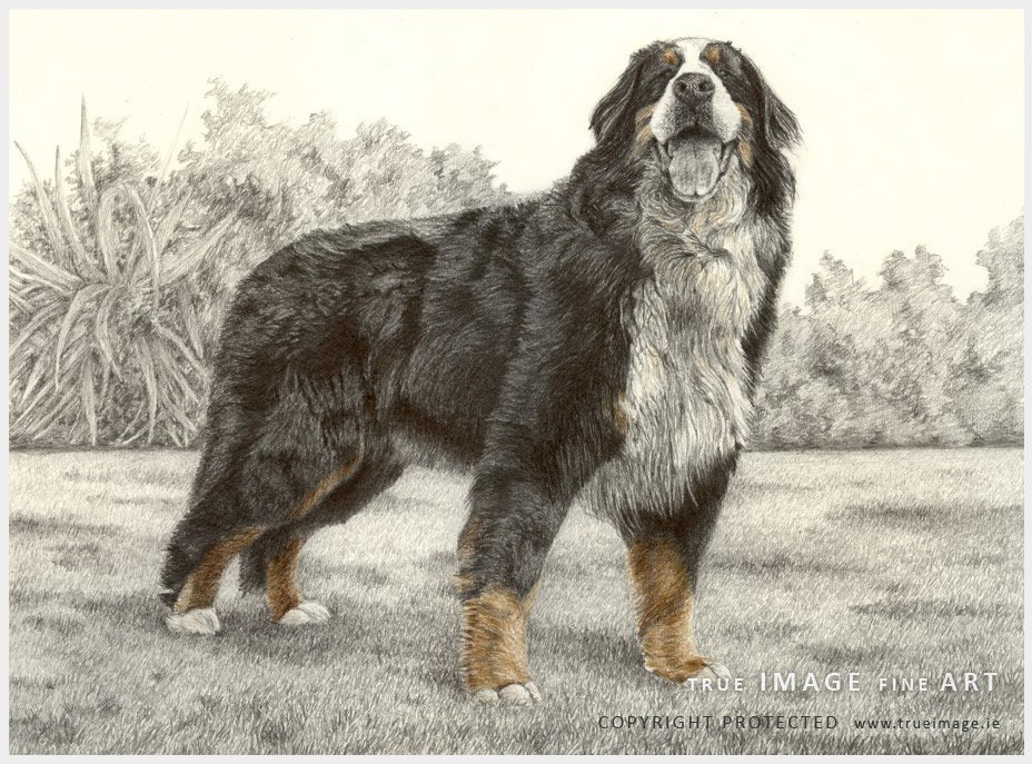 tinted dog portraits in coloured and graphite pencil on paper - bernese mountaing dog