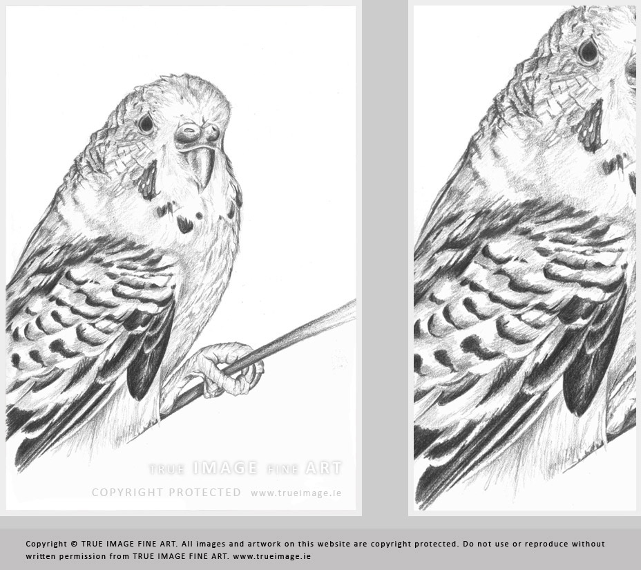 budgie pet portrait in pencil