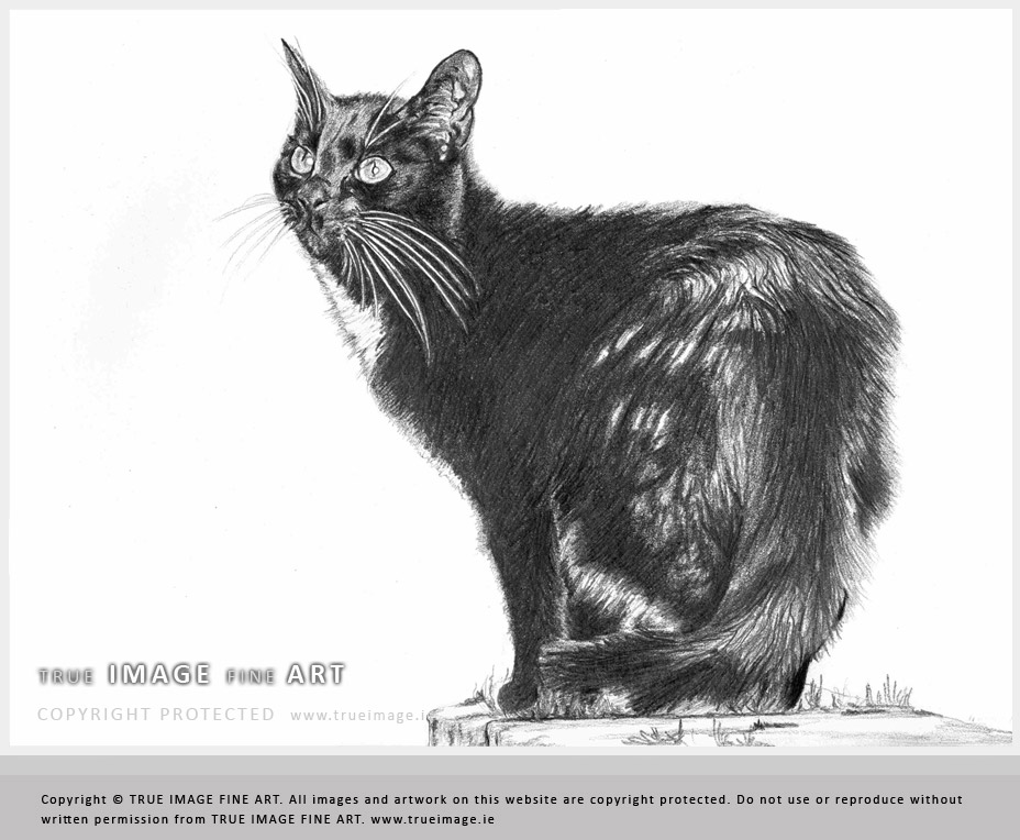 cat portrait in pencil