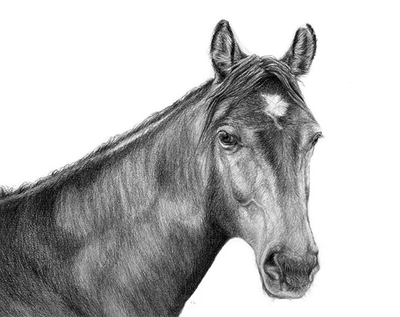 horse portrait in graphite pencil