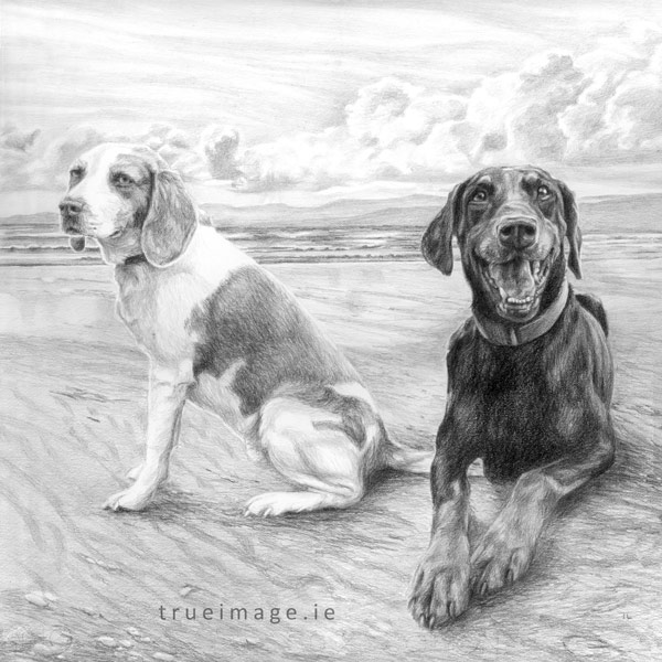 two dogs in a beach - pencil pet portrait from photo