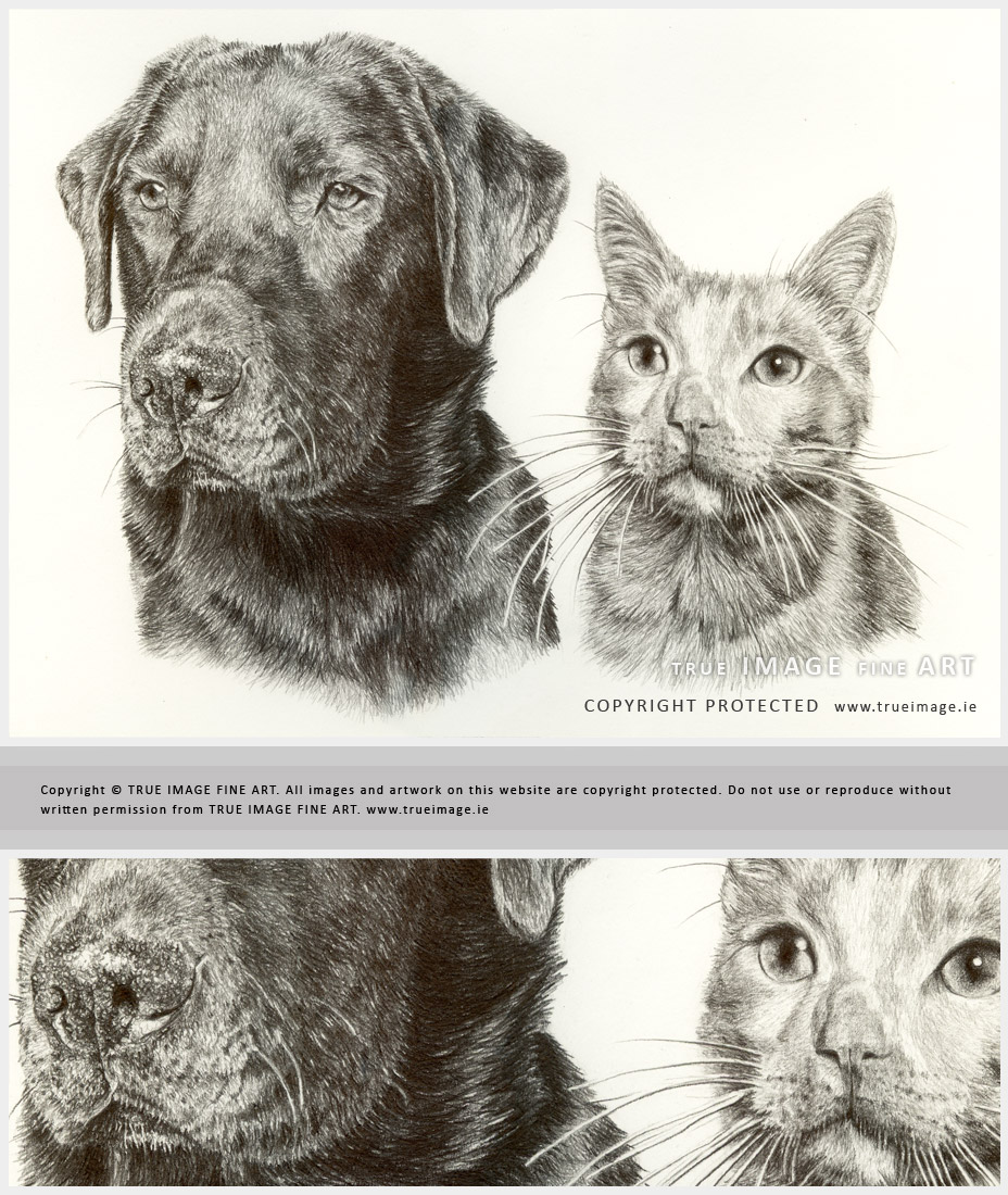 black labrador and cat pet portrait in pencil
