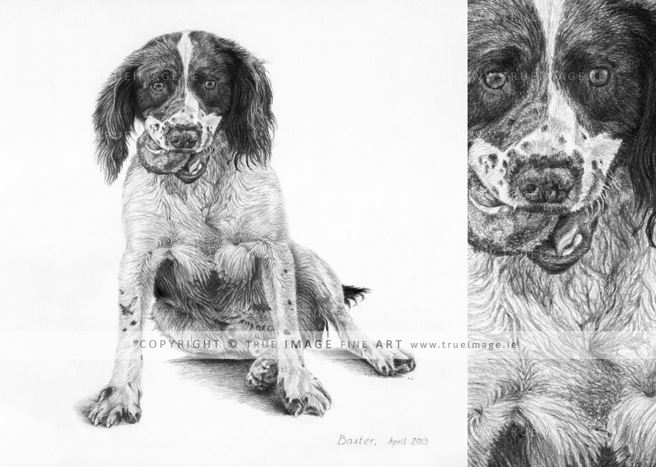 springer spaniel dog portrait pencil pet portrait of springer spaniel