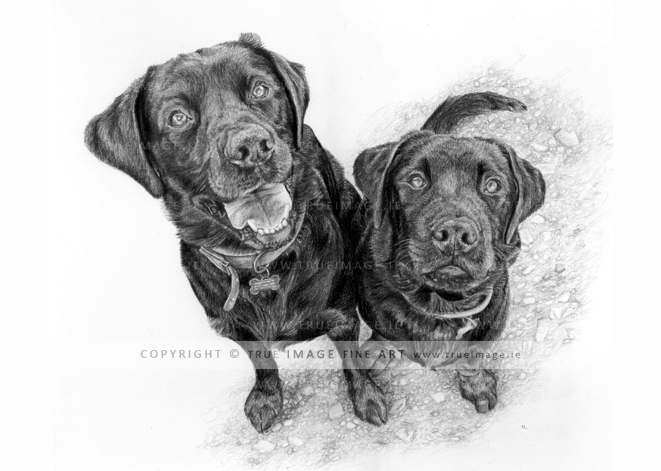 two-black-labradors-pencil-portrait