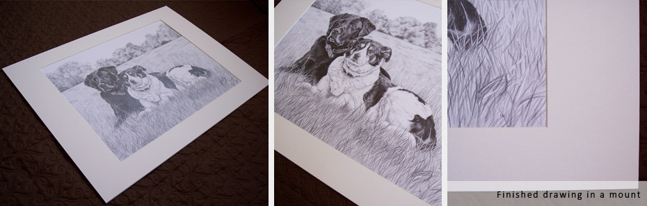 finished mounted drawing of a black labrador and collie