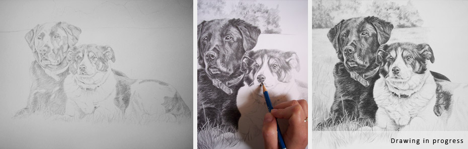 black labrador and collie dog portrait in progress photographs