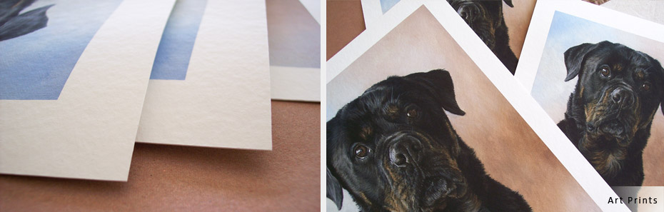Rottweiler dog portrait in progress photos