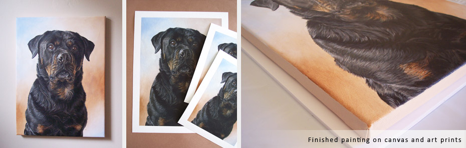 Rottweiler dog portrait in progress photos