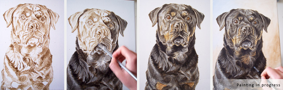 Rottweiler dog portrait in progress photos