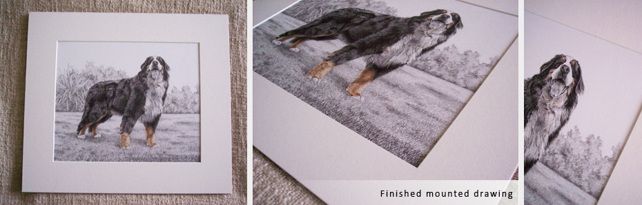 finished mounted dog portrait of bernese mountain dog