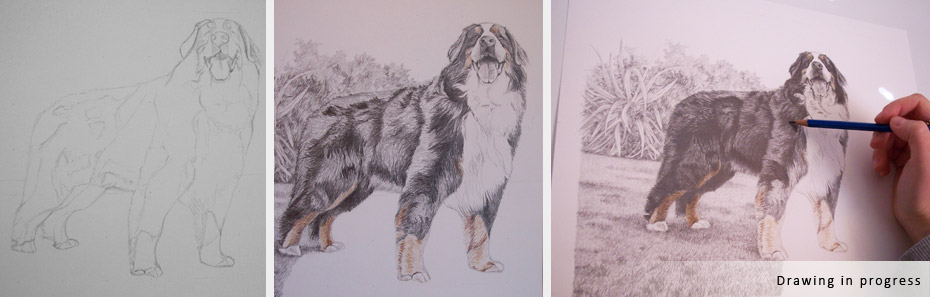 bernese mountain dog portrait in progress photographs