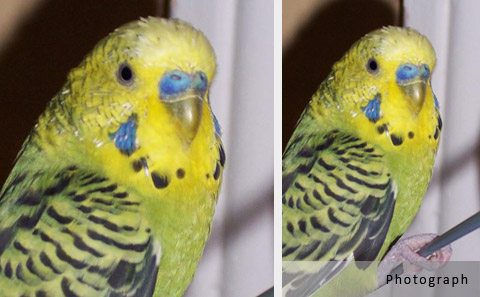 budgie portrait reference photographs