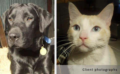 labrador and cat portrait client photo