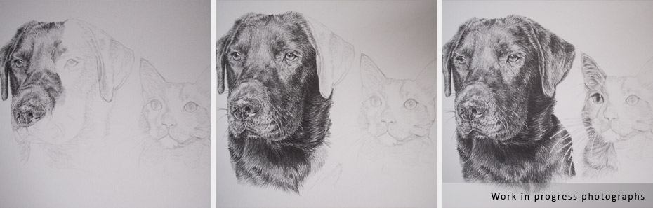 labrador and cat portrait in progress photographs