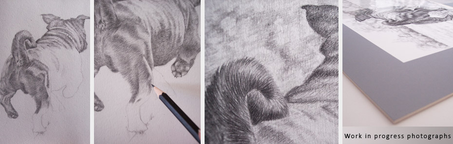 pug portrait in progress photographs