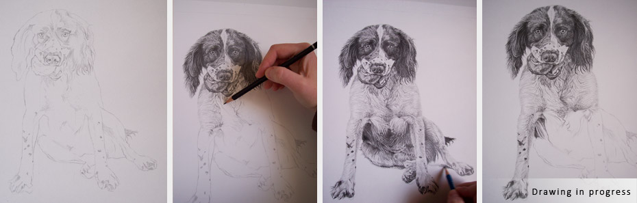 springer-spaniel-portrait-in-progress