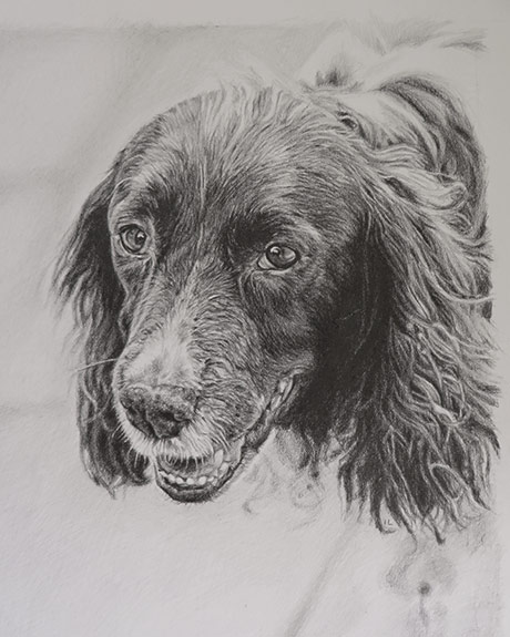 graphite pencil drawing of a springer spaniel dog