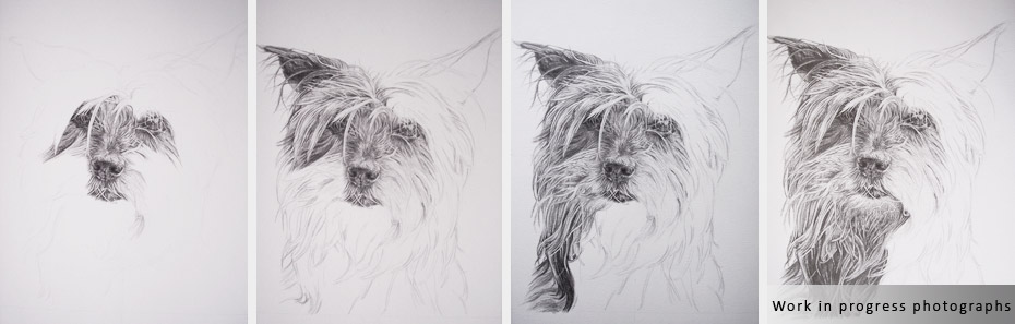 yorkshire terrier portrait in progress photographs