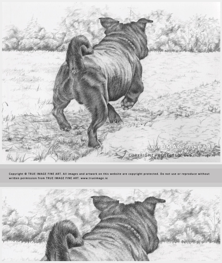 black pug dog portrait in pencil