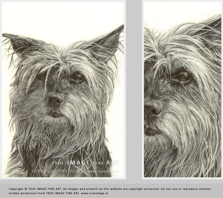 pencil pet portrait of yorkshire terrier