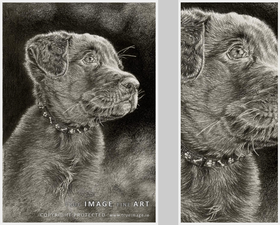 chocolate labrador puppy portrait labrador puppy dog portrait in pencil