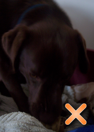 Labrador photograph - tips on taking photographs for pet portraits