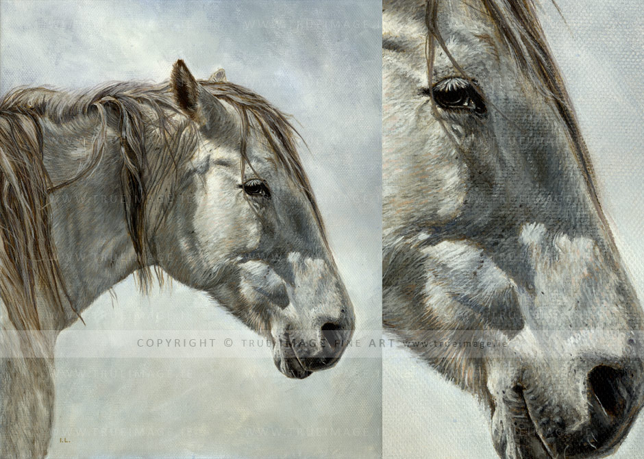 white horse portrait