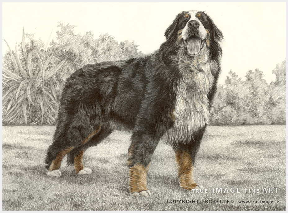 bernese mountain dog tinted portrait tinted dog portraits in coloured and graphite pencil on paper - bernese mountaing dog