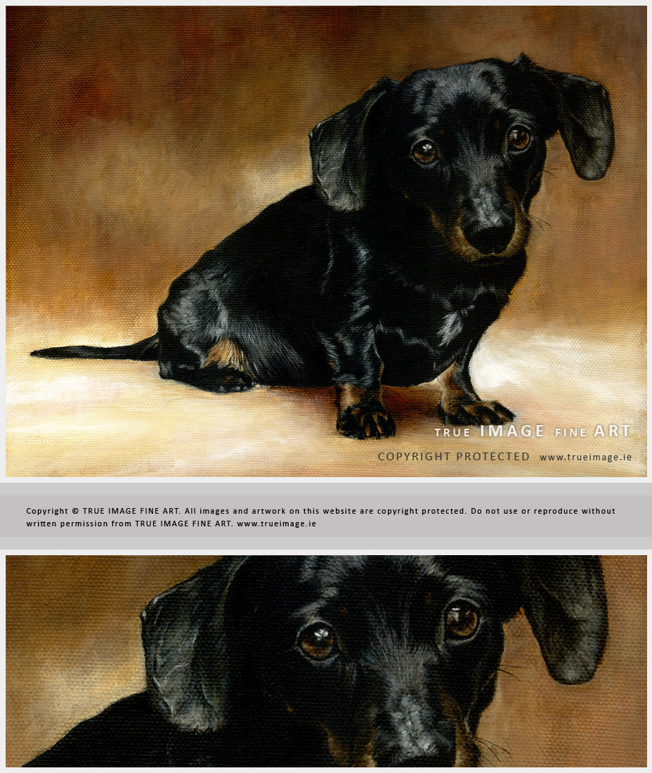 dachshund pet portrait painting in acrylic