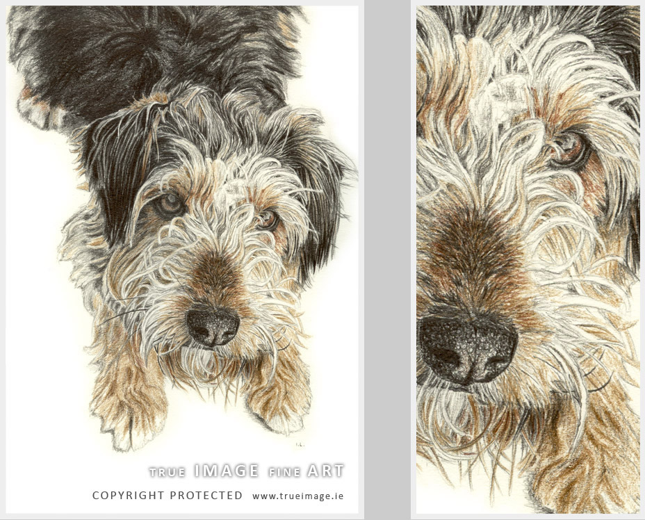 fox terrier tinted dog portrait fox terrier dog portrait in pencil