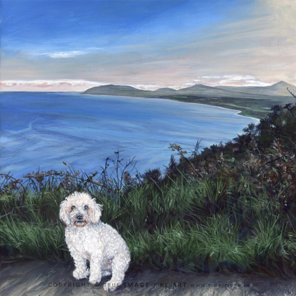 dog portrait of a bichon frise white curly hair dog in killiney bay at sunset
