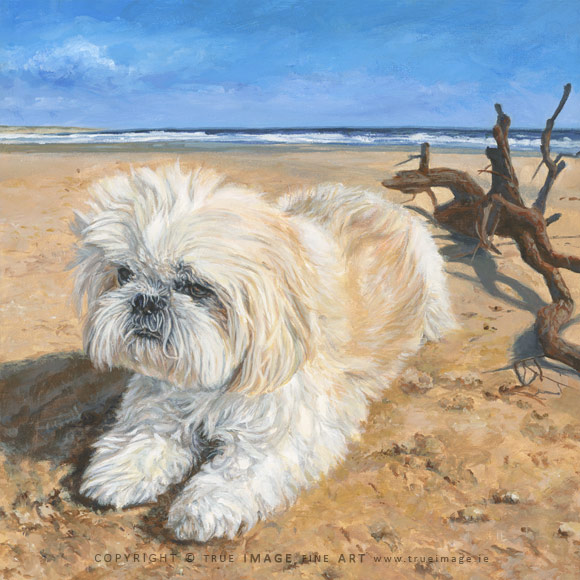 acrylic dog portrait painting of a shih tzu on a sandy beach in malahide dublin