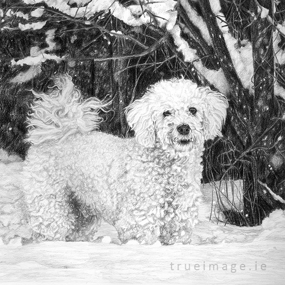 Bichon Frise Dog Portrait Drawing