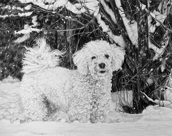 bichon frise dog portrait in pencil