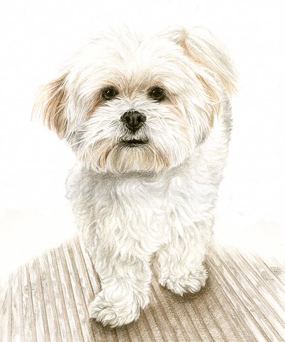 bichon maltese dog portrait in pencil