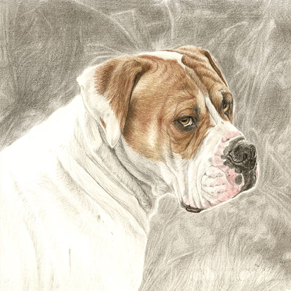 boxer dog portrait drawing in coloured pencils