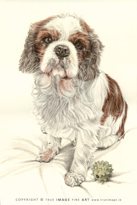 cavalier king charles tinted portrait