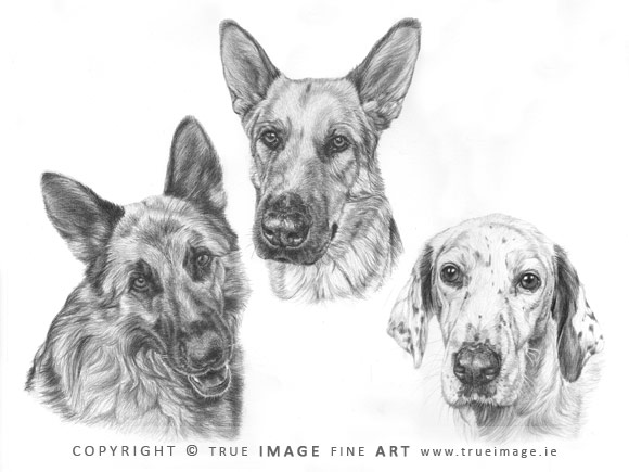 german shepherds and dalmatian portrait in pencil