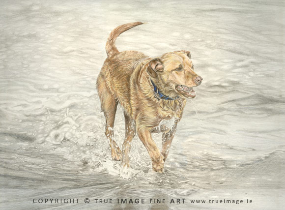 golden labrador tinted portrait