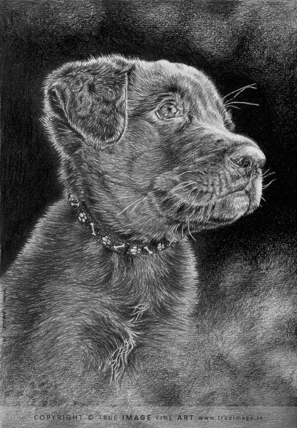 chocolate labrador puppy in pencil