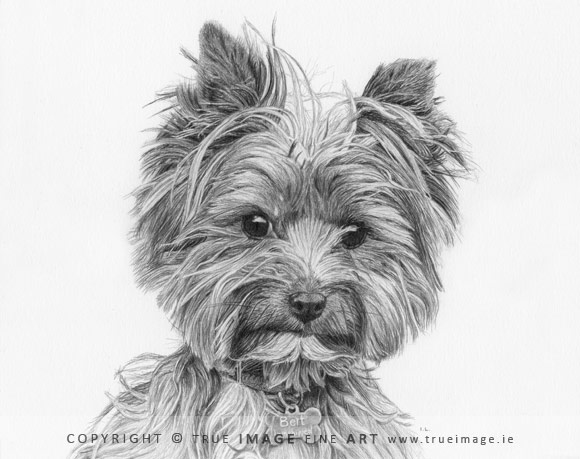 norwich terrier portrait in pencil