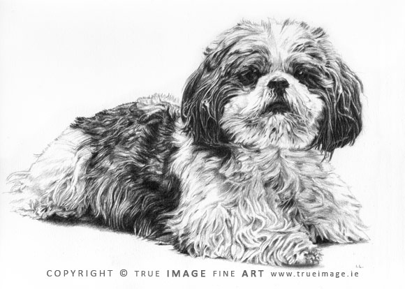 shih tzu portrait in pencil