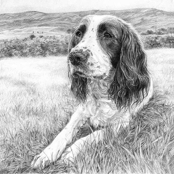 springer spaniel in a field drawing in pencil