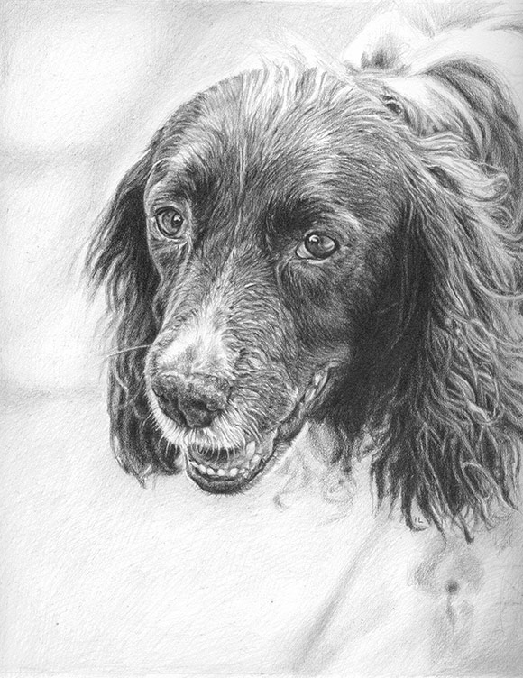 springer spaniel dog portrait in pencil