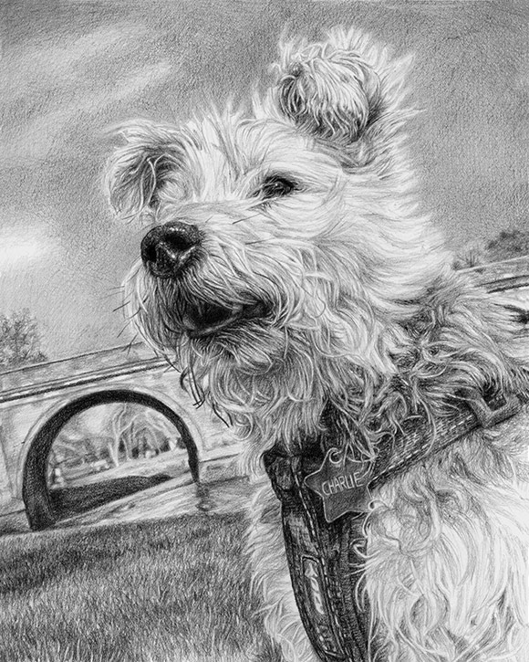 terrier portrait in graphite pencil