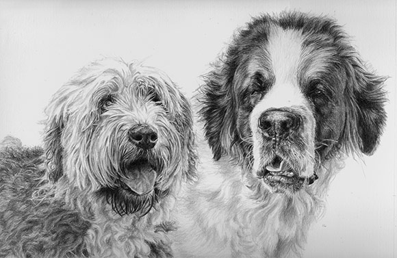 terrier and saint bernard dog pencil drawing