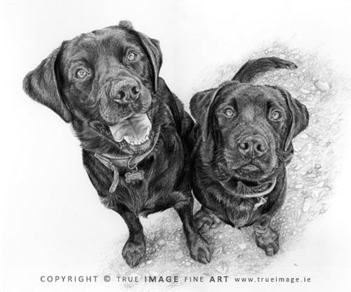 two black labradors portrait in pencil