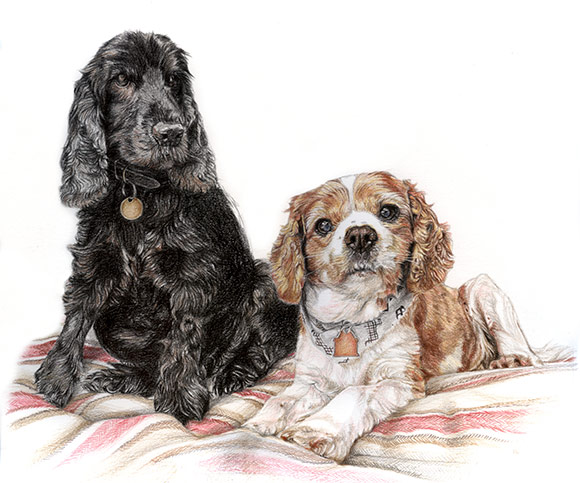 english cocker spaniel and cavalier king charles dogs portrait drawing in pencil