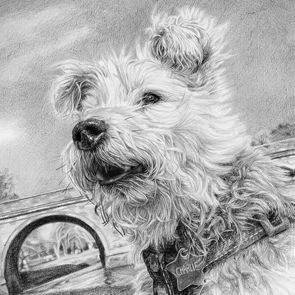 terrier dog portrait drawing